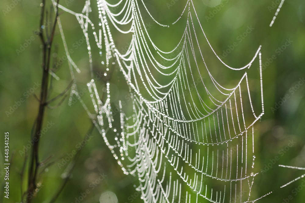 spider's web  with morning dew closeup selective focus