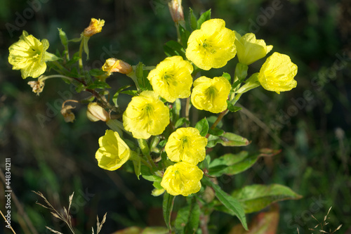 Oenothera biennis   common evening-primrose flowers closeup selective focus 