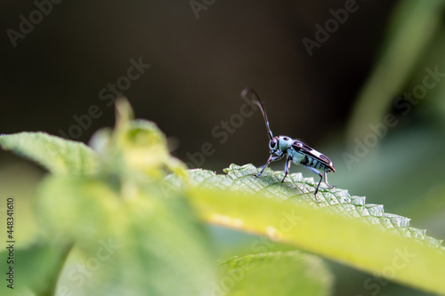 Side view of a small blue longhorn beetle.