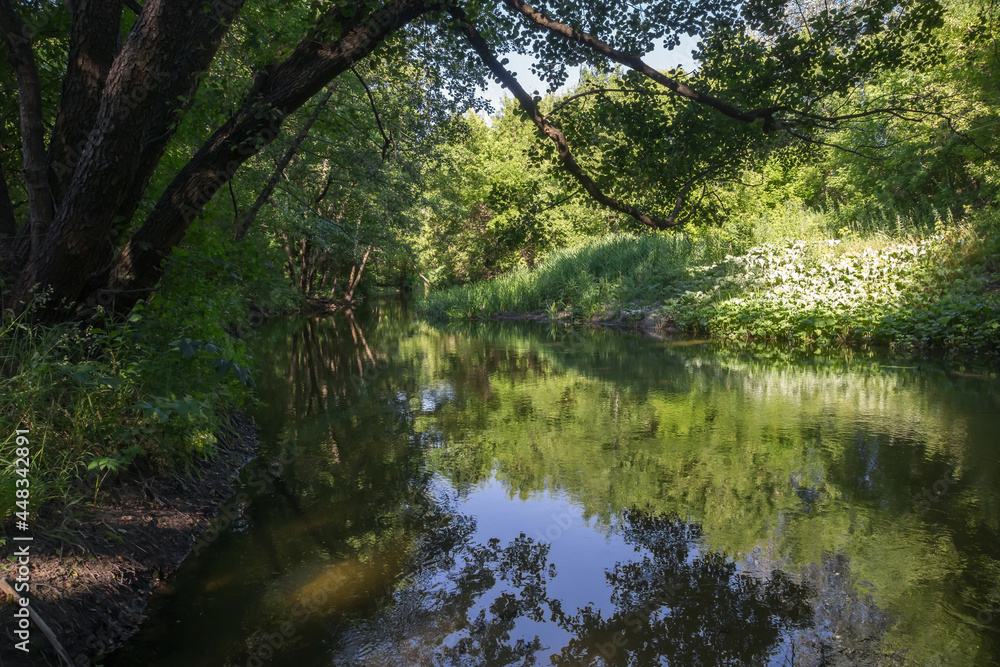 The banks of a small forest river The banks of a small forest river