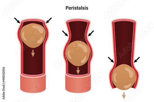 Peristalsis, involuntary wave like muscle contractions which move food bolus. Biological education