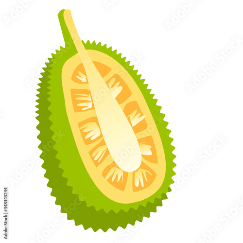 jackfruit Artocarpus heterophyllus vector art