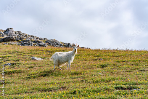 A goat on Great Orme