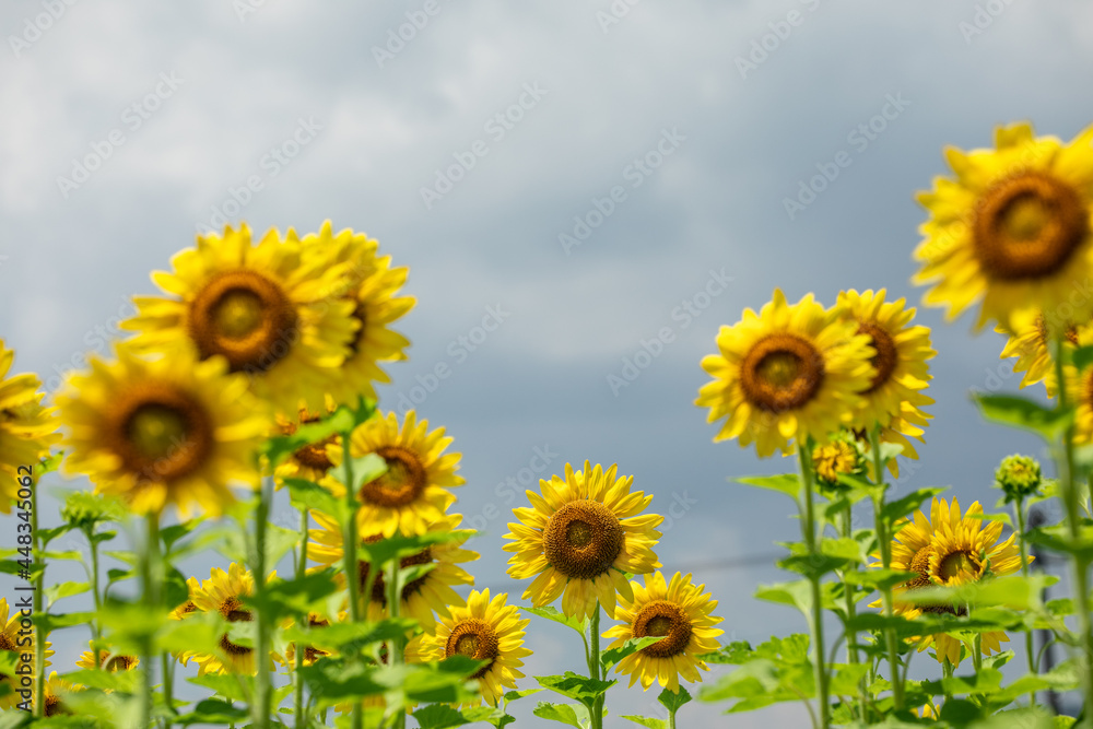 Fototapeta premium ひまわり畑にて たくさんのヒマワリ