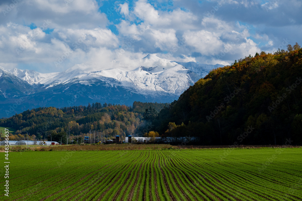 秋の冠雪の山並みと緑のムギ畑

