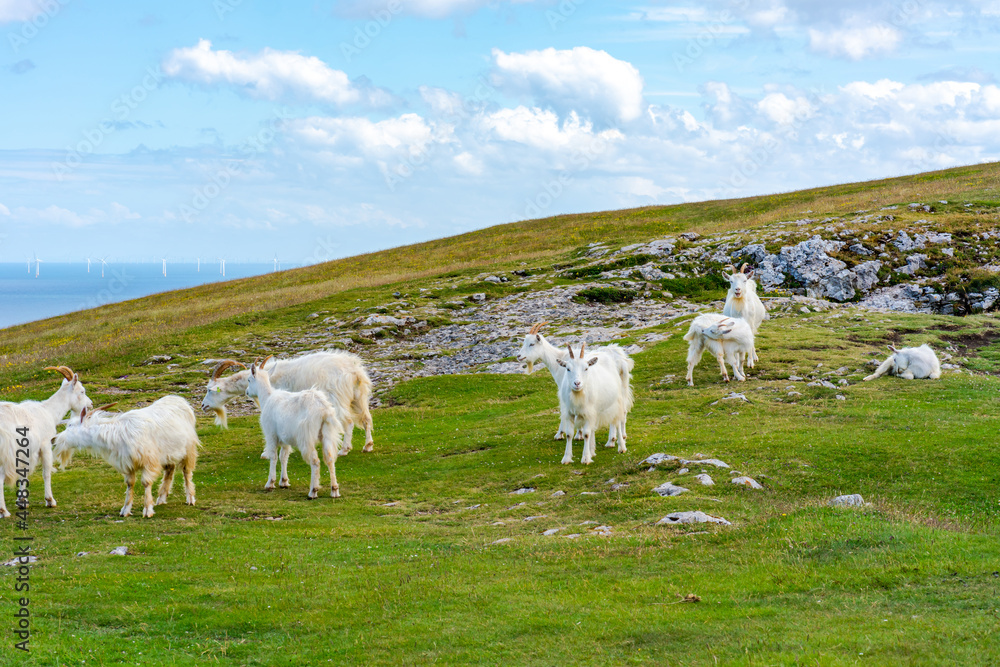 Fototapeta premium Goats on Great Orme