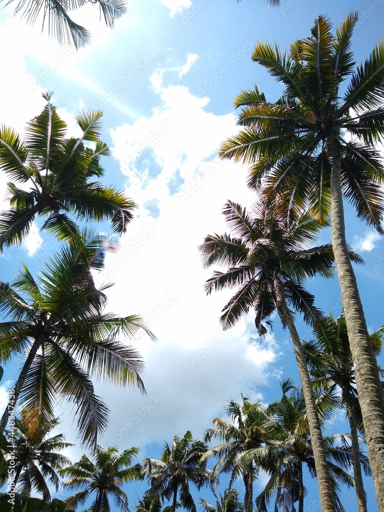 coconut tree (Cocos nucifera) against the blue sky coconut tree (Cocos nucifera) against the blue sky
