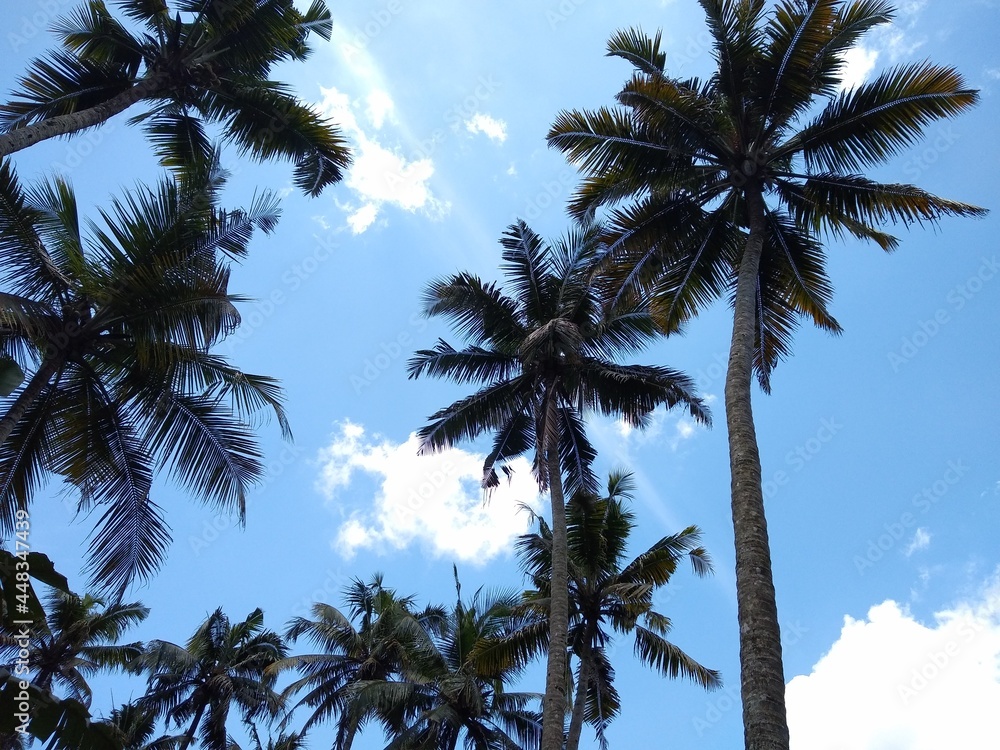 Fototapeta premium coconut tree (Cocos nucifera) against the blue sky