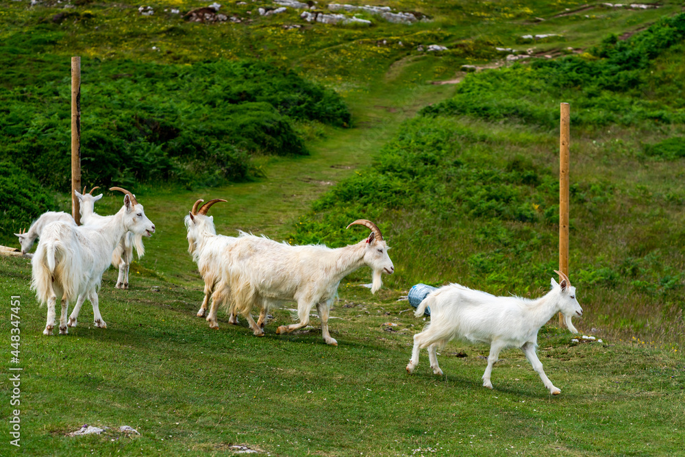 Obraz premium Goats on Great Orme