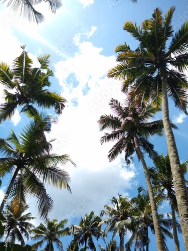 coconut tree (Cocos nucifera) against the blue sky © SISYPHUS_zirix