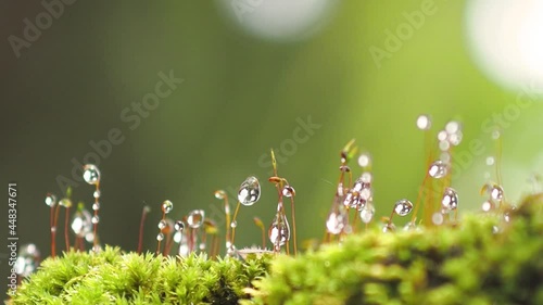 Close up Beautiful water drops on green moss  on the floor, moss closeup, macro. Beautiful background of moss for wallpaper.
