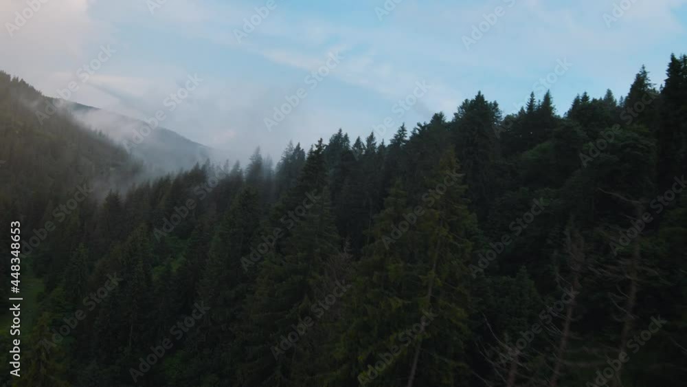 Flight over mountains covered with coniferous forest. Mist rises over the mountain slopes. Ukraine, Carpathian Mountains