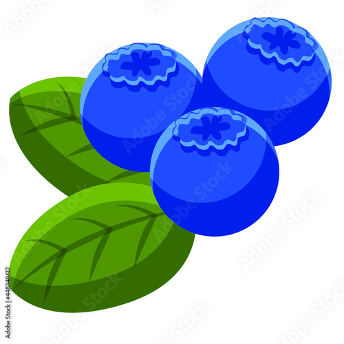 Blueberries fruit perennial flowering plants with blue or purple berries vector art