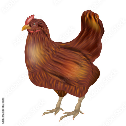 Realistic Brown Chicken isolated on white background. Side view. Vector
