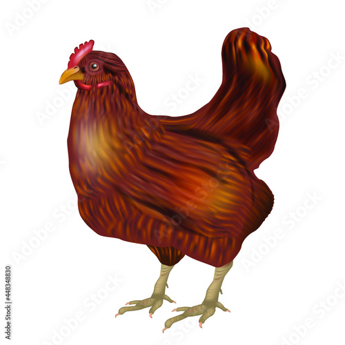 Realistic Brown Chicken isolated on white background. Side view. Vector