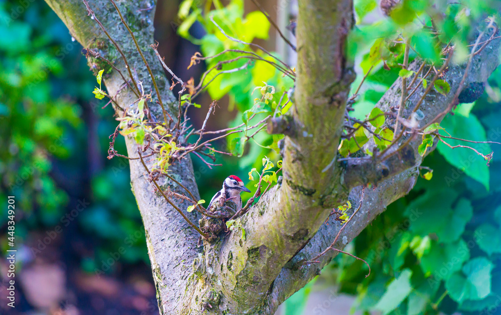 Fototapeta premium Woodpecker in a green apple tree in a garden in sunlight in summer, Almere, Flevoland, Netherlands, July 31, 2021