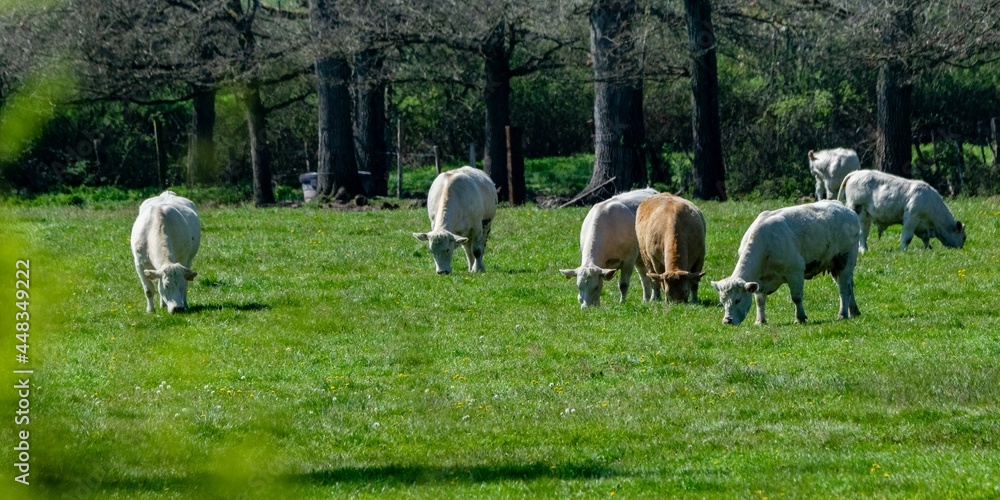 flock of charolais cows in pasture flock of charolais cows in pasture