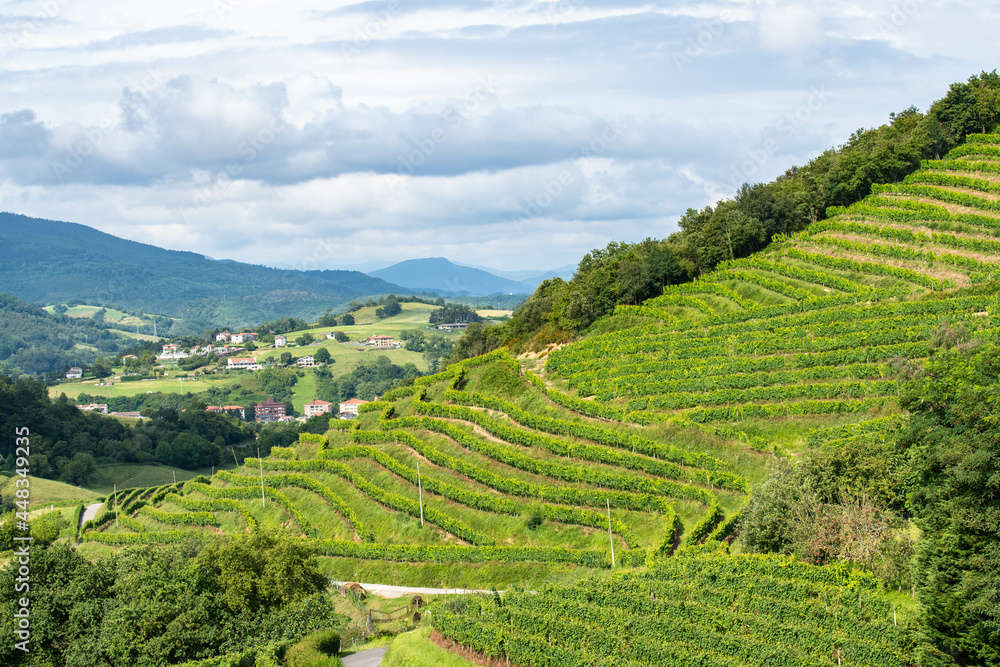Mountain slope covered with  terraced  vineyard