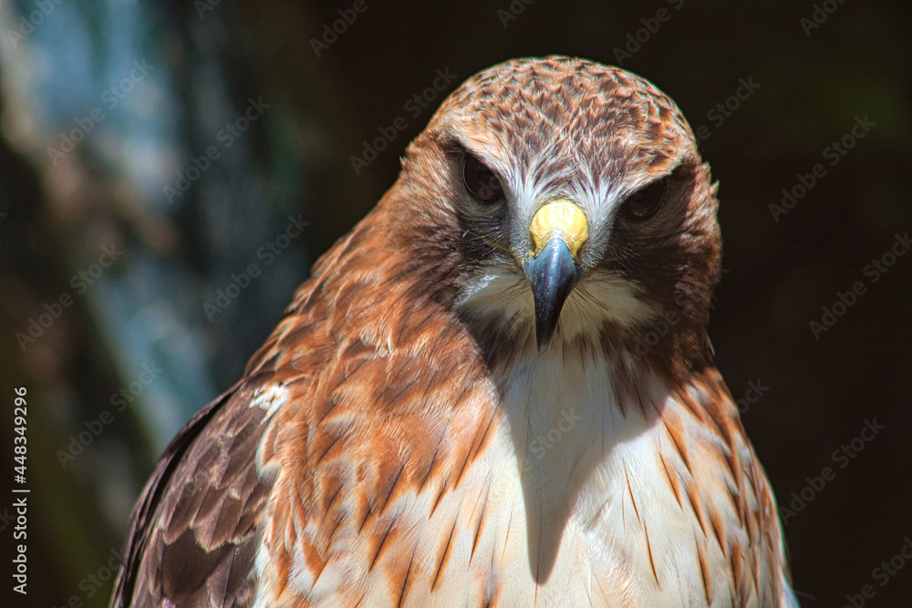 Obraz premium Königsbussard (Buteo regalis)