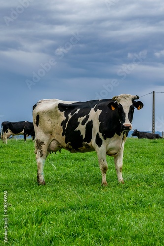 view of holstein cow in pasture