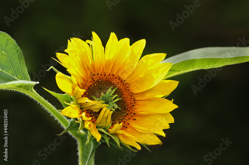 Bl  tenkorb der Sonnenblume