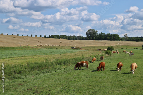 viele Rinder auf der Weide und Strohballen auf dem Feld