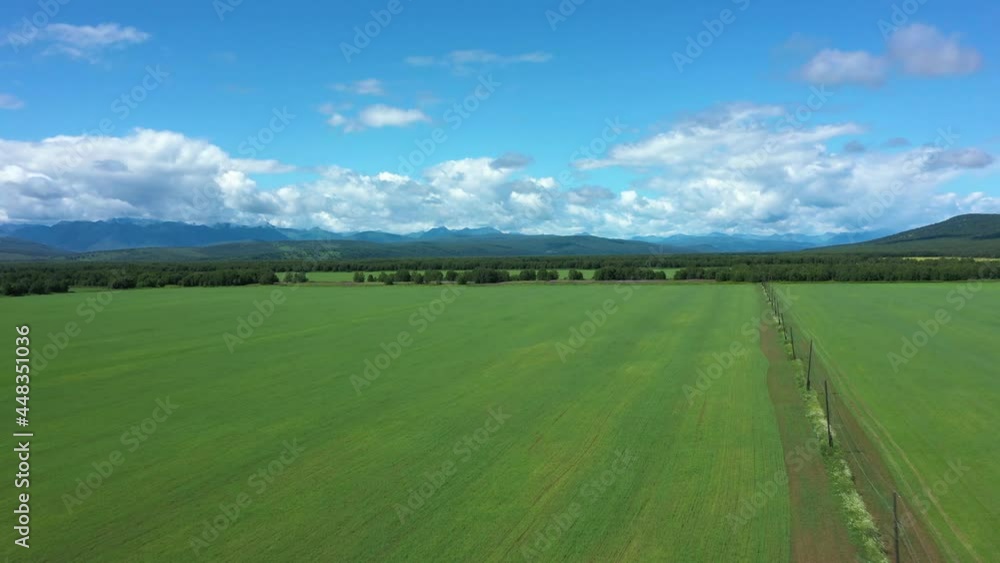 custom made wallpaper toronto digitalAerial Cinematic clip: Drone flying over a wheat field . Drone flies over green agriculture field with powerline. Beautiful summer landscape of a wheat field. Top view to the farm wheatfield. Kamchatk