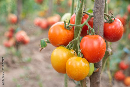 tomato. tomatoes ripen in the garden. eco food. homemade grown food. vegetarian products. fresh vegetables. cherry tomato.
