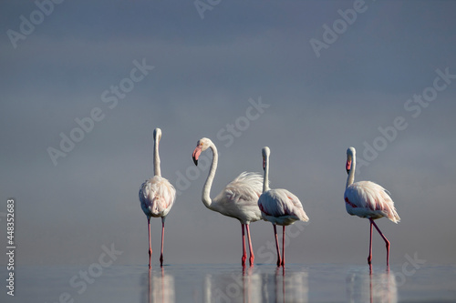 Wild african birds.  Flock of pink african flamingos  walking around the blue lagoon on the background of bright sky on a sunny day.
