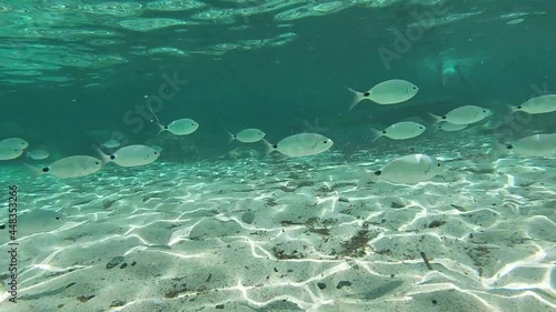 Group of fish swims on the seabed