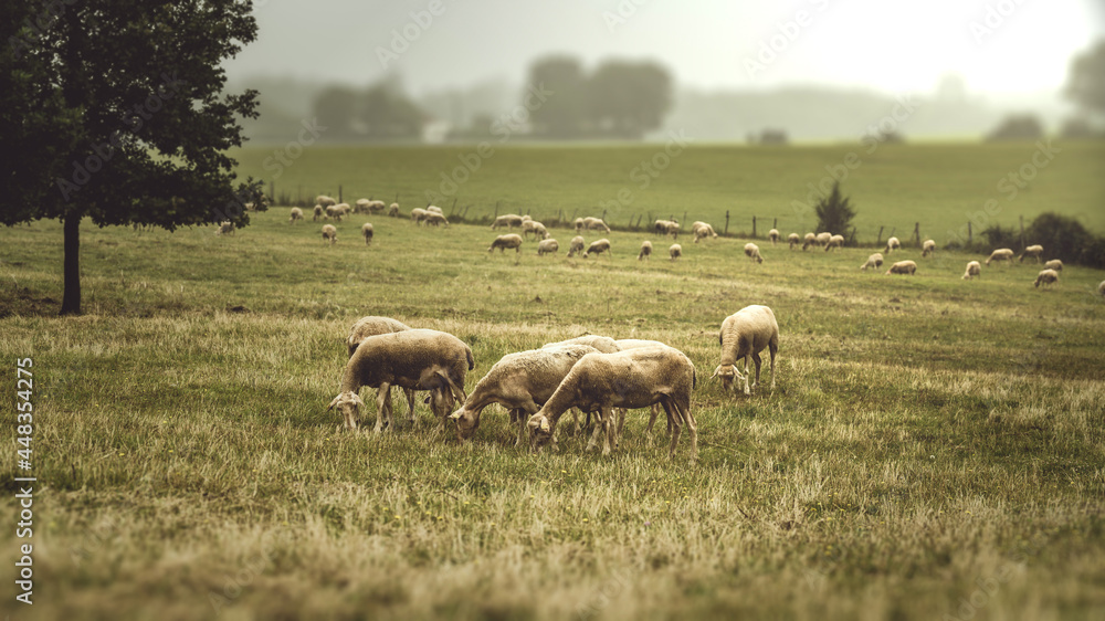 Obraz premium Sheeps France