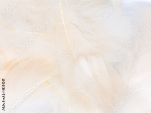 Beautiful abstract gray feathers on white background  soft white feather texture on white texture pattern  light pink theme wallpaper  black feather background  white gradient frame banners