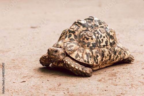 The leopard tortoise or turtle close up photo