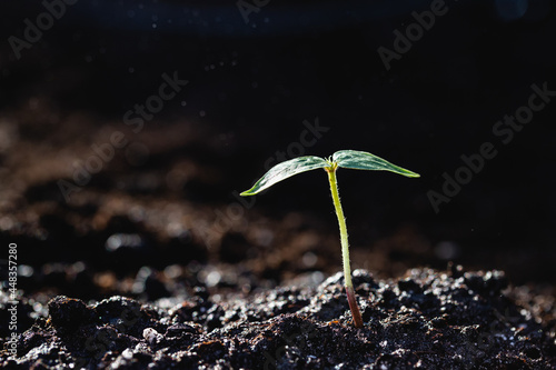 A sprout of a young plant made its way out of the ground