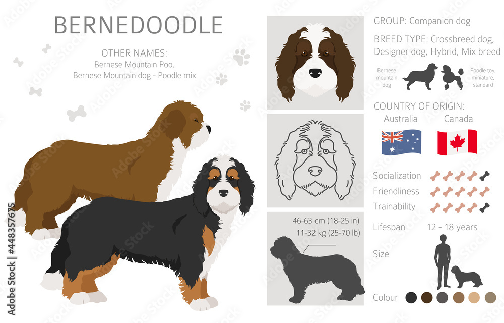 Bernedoodle mix breed clipart. Different coat colors and poses set