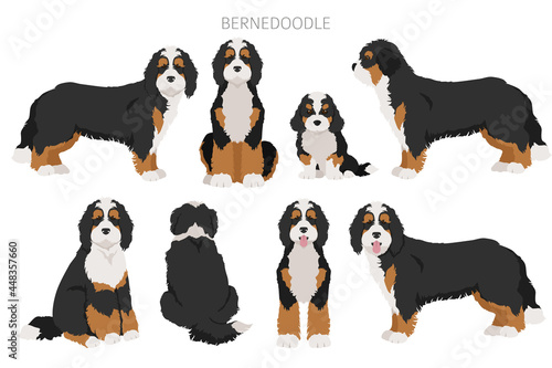 Bernedoodle mix breed clipart. Different coat colors and poses set