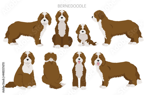 Bernedoodle mix breed clipart. Different coat colors and poses set