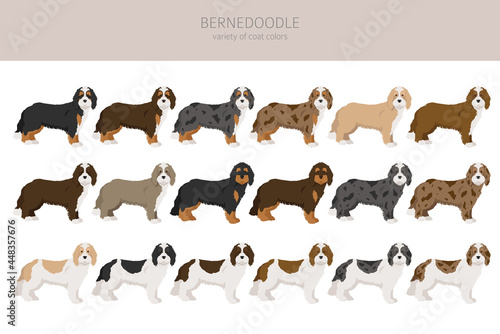 Bernedoodle mix breed clipart. Different coat colors and poses set