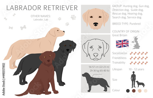 Labrador retriever dogs in different poses and coat colors clipart