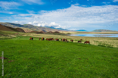 landscape with horses in mountains  © Александр Ульман