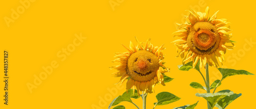 Fototapeta Naklejka Na Ścianę i Meble -  Funny of smiling sunflowers isolated on yellow background as concept healthy lifestyle and carefree mood for advertising banner, poster, label, greeting card, invitation, sticker, etc.