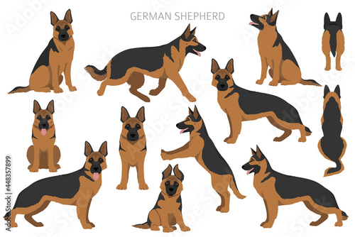 Fototapeta German shepherd dog  in different poses and coat colors clipart