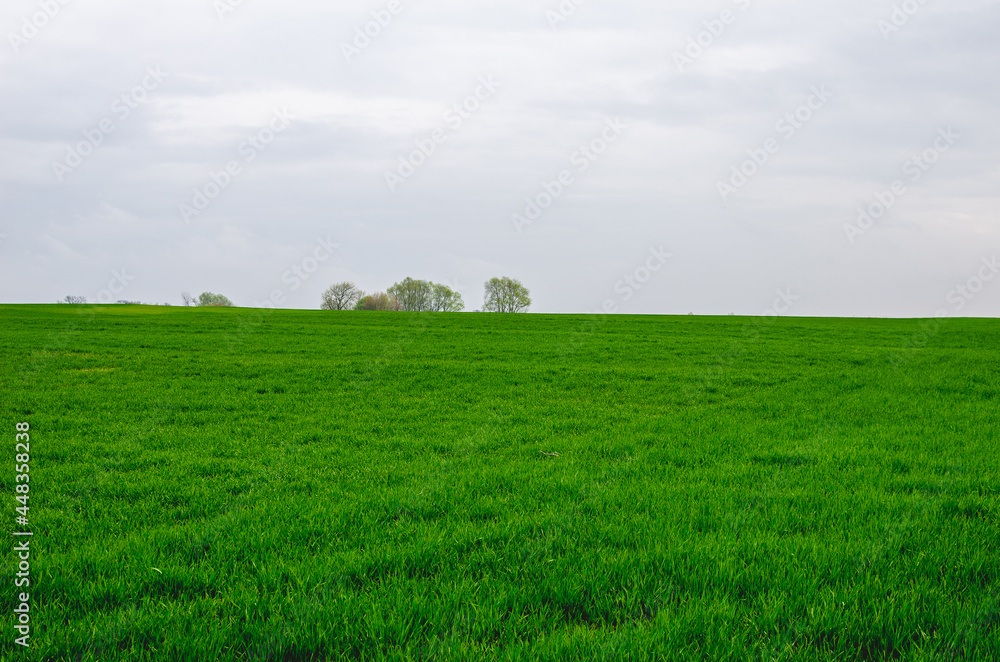 Young winter wheat grows in a field. Growing wheat in the field