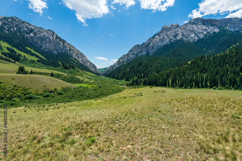 Obraz premium alpine meadow in the mountains