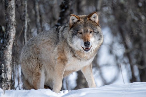 Gray wolf in winter © BjrnOlaSveen