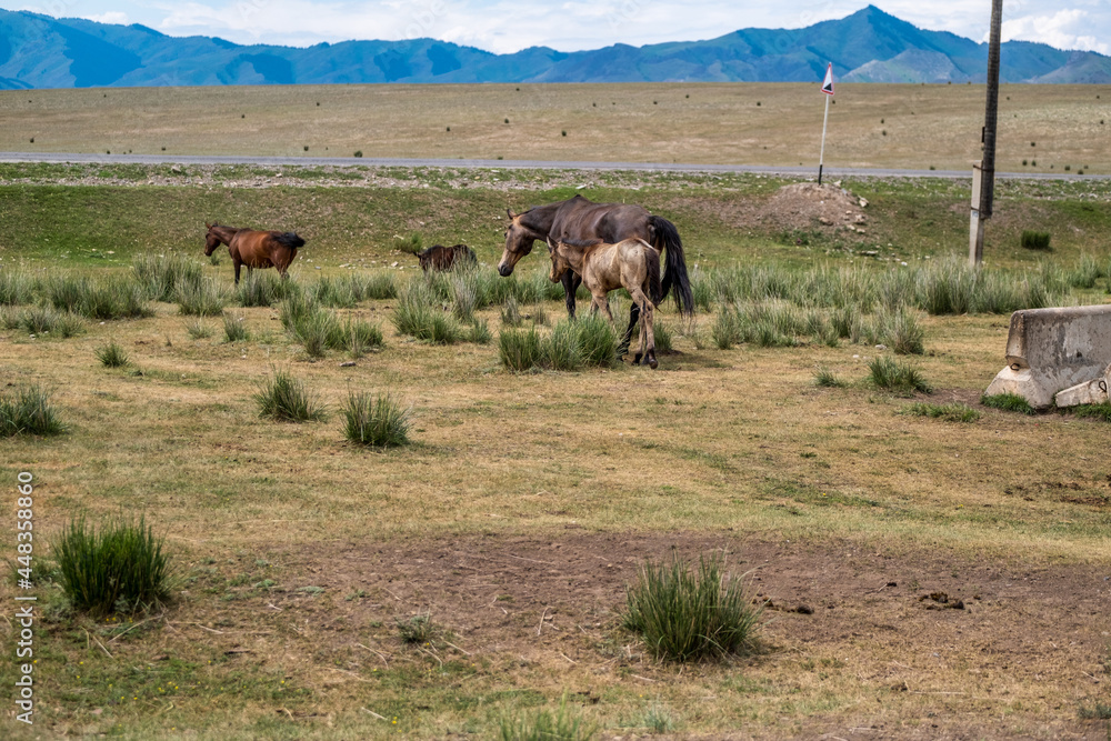 herd of horses herd of horses