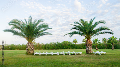 Leżaki pod palmami