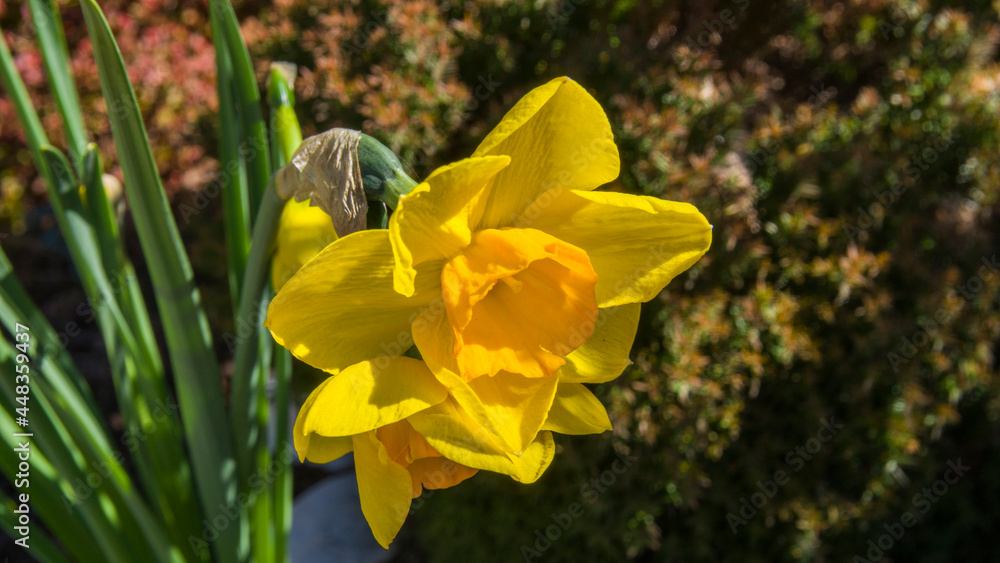 Obraz premium Żółty kwiat