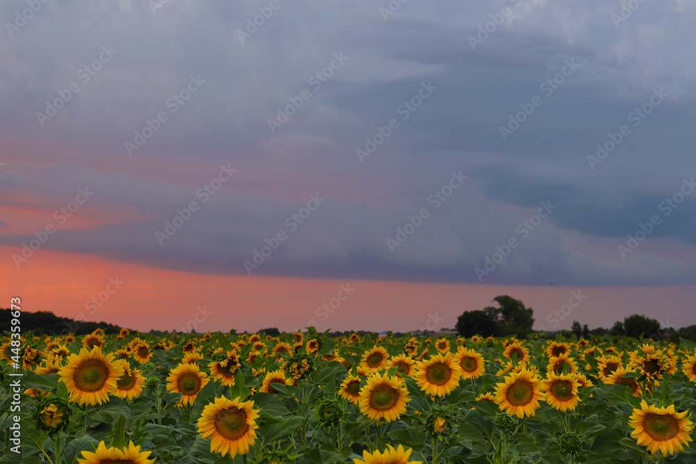 Sunflower field at sunset background with dark sky.		