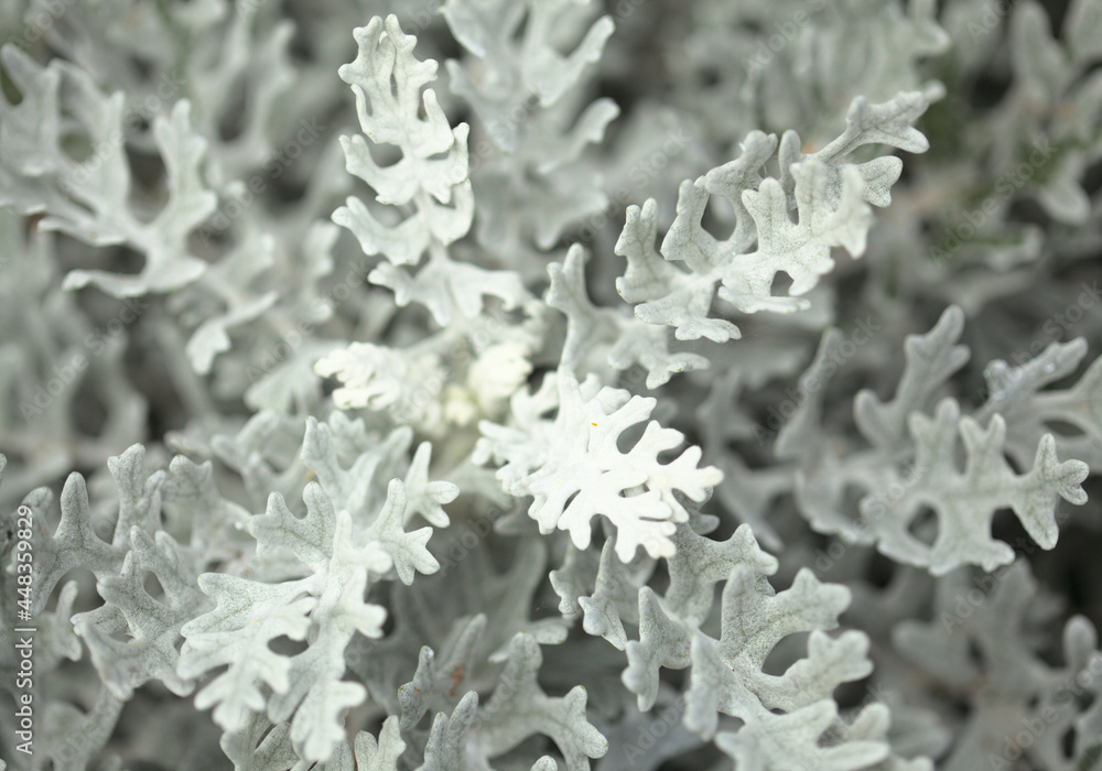 natural macro floral background with silver leaves of Jacobaea maritima, commonly known as silver ragwort
natural macro floral background with silver leaves of Jacobaea maritima, commonly known as silver ragwort